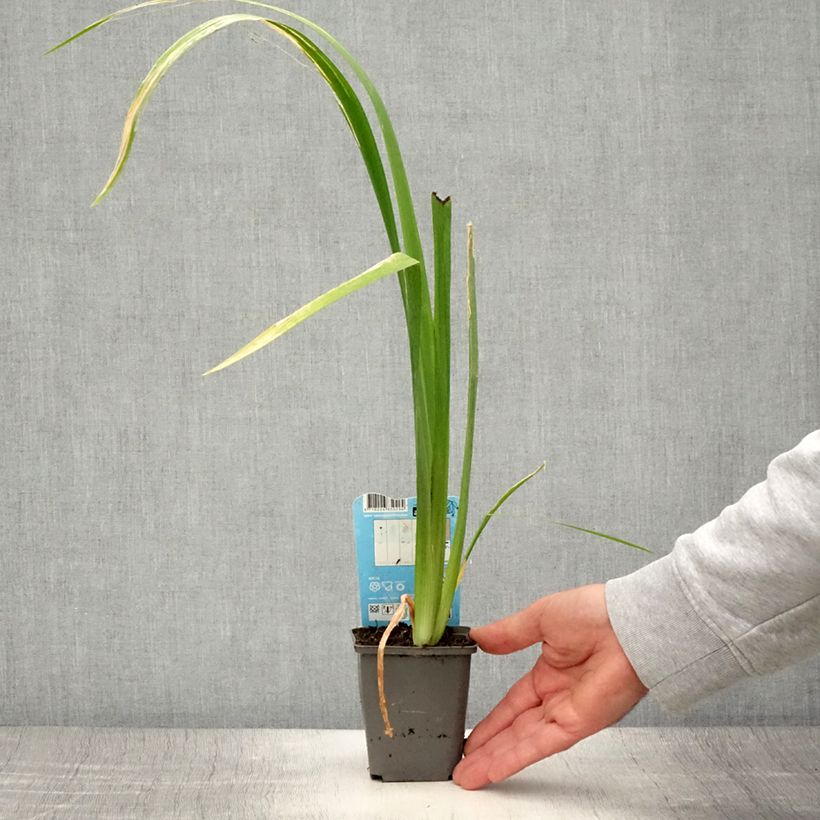 Ejemplar de Iris louisiana Ann Chowning Maceta de 8/9 cm entregado en verano