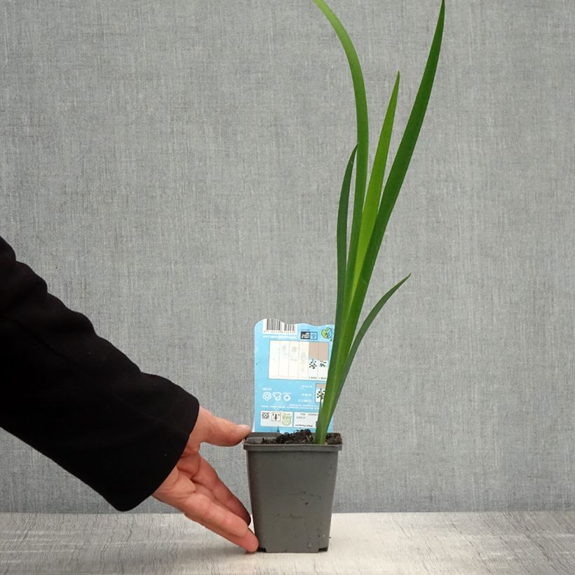 Iris louisiana Ann Chowning Maceta de 8/9 cm Ejemplar entregado en la primavera