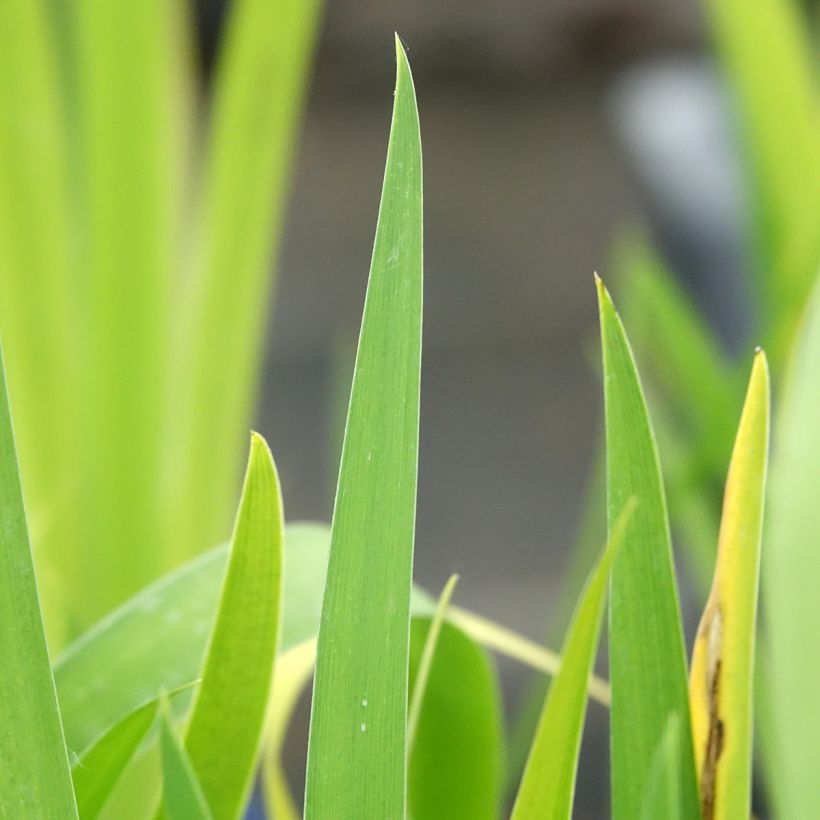Iris louisiana Black Gamecock (Follaje)
