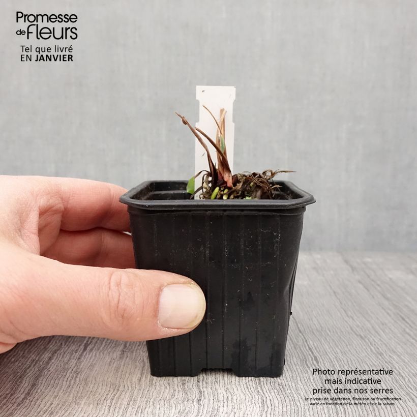 Lirio de Siberia Blue Moon - Iris sibirica Maceta de 8/9 cm Ejemplar entregado en invierno