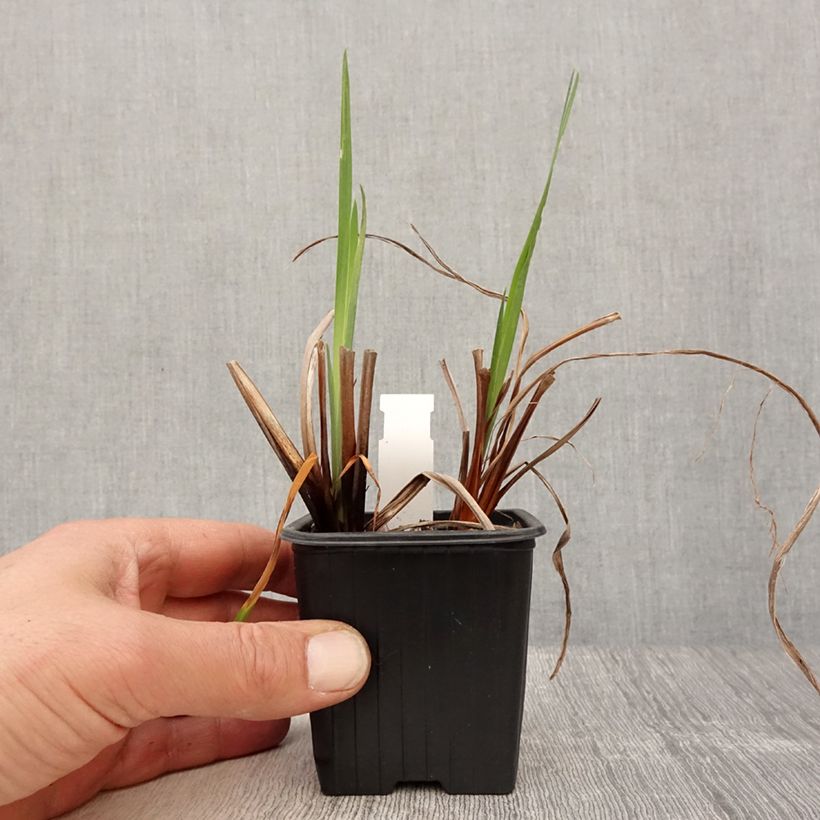 Lirio de Siberia Blue Moon - Iris sibirica Maceta de 8/9 cm Ejemplar entregado en la primavera