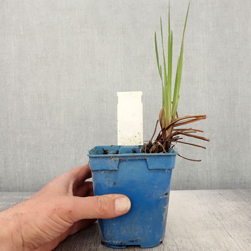 Lirio de Siberia Caesar's Brother - Iris sibirica Maceta 1L/1,5L Ejemplar entregado en la primavera