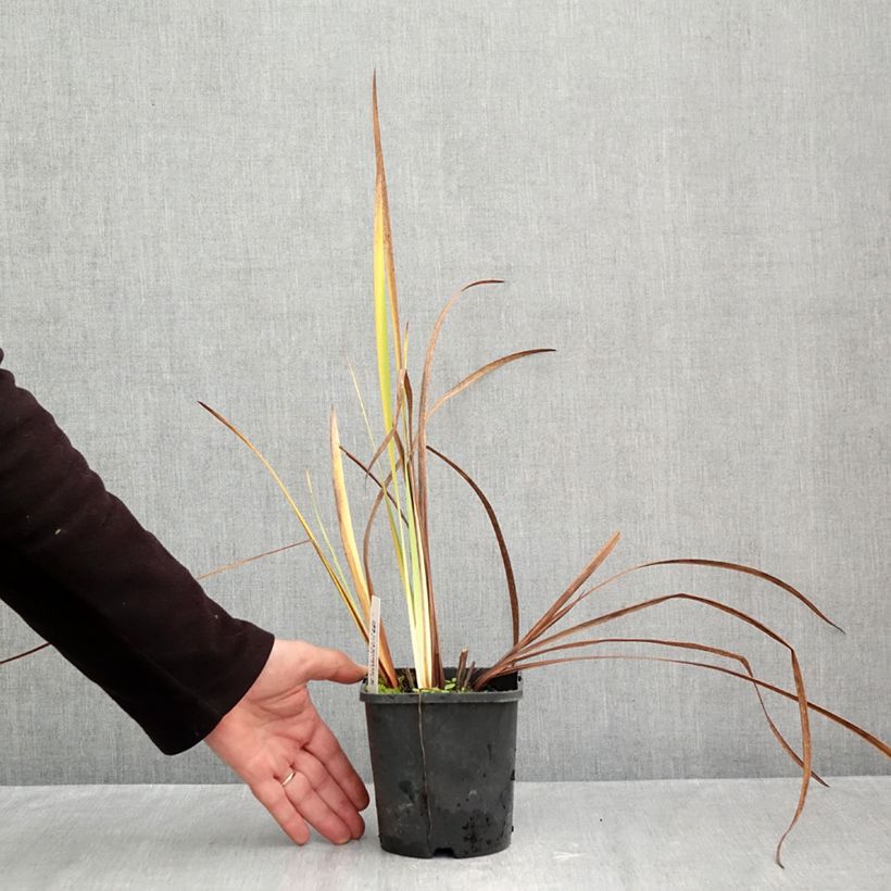 Ejemplar de Lirio de Siberia Double Standard - Iris sibirica Maceta 1,5L/2L entregado en otoño