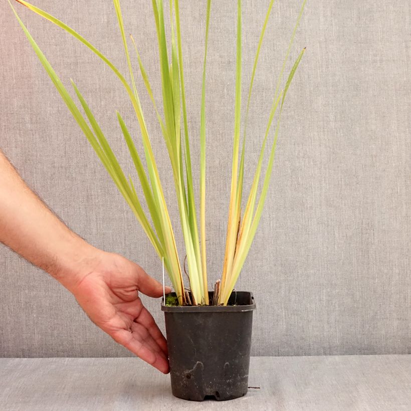 Ejemplar de Lirio de Siberia Double Standard - Iris sibirica Maceta 1,5L/2L entregado en verano