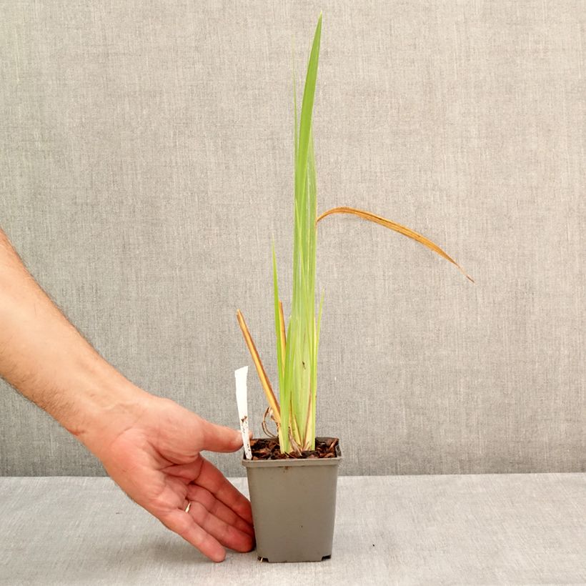 Ejemplar de Iris Japonés Diamant - Iris ensata Maceta de 8/9 cm entregado en verano