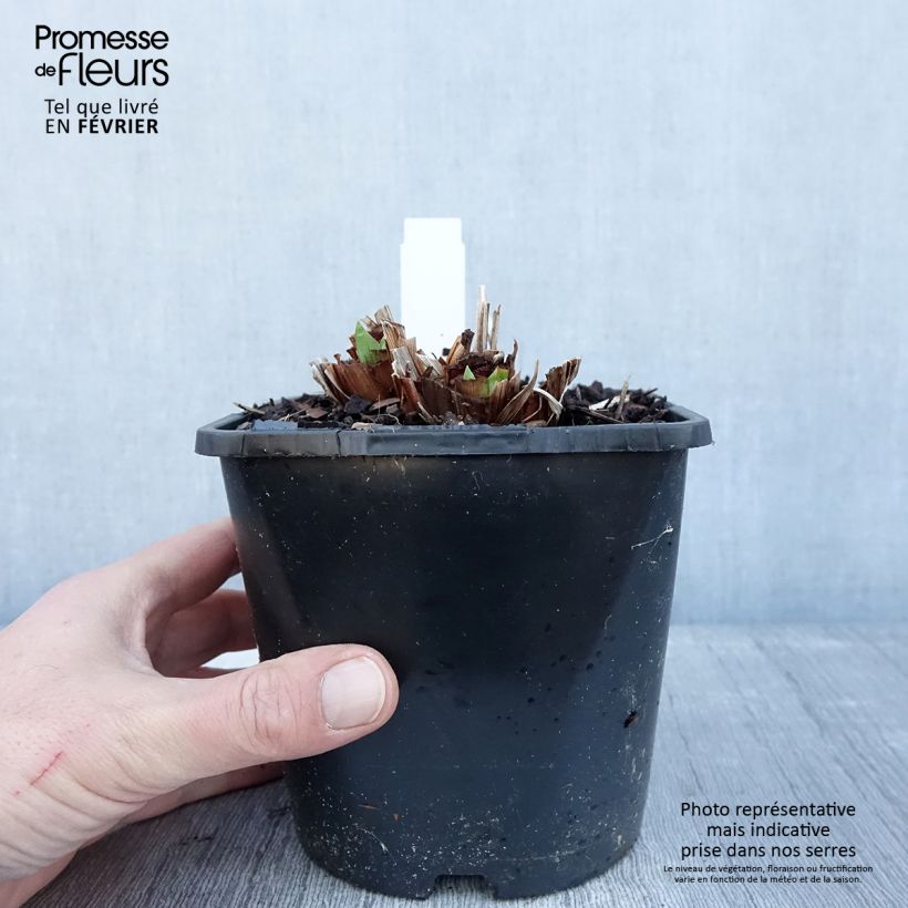 Iris Japonés Dinner Plate Blueberry Pie - Iris ensata Maceta 2L/3L Ejemplar entregado en invierno