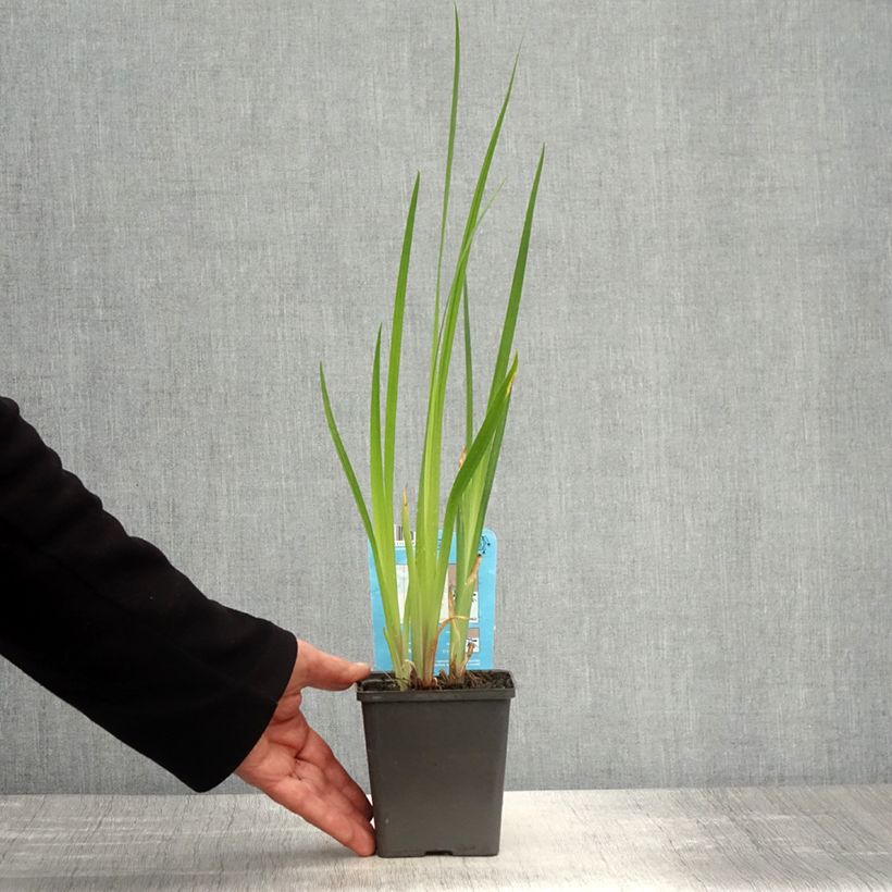 Iris Japonés Dinner plate Cheese Cake - Iris ensata Maceta de 8/9 cm Ejemplar entregado en la primavera