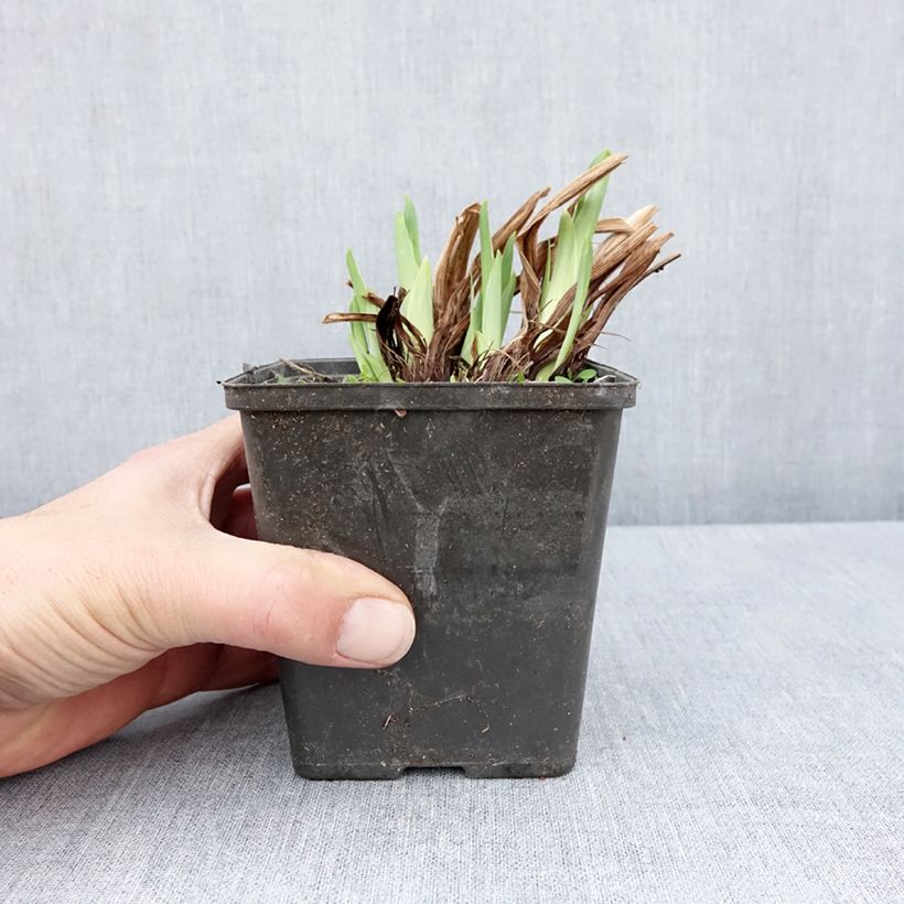 Iris Japonés Dinner Plate Cupcake - Iris ensata Maceta de 8/9 cm Ejemplar entregado en la primavera