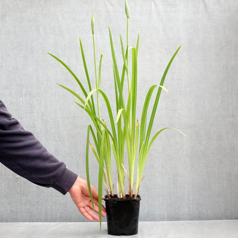 Iris Japonés Dinner Plate Cupcake - Iris ensata Maceta 2L/3L Ejemplar entregado en la primavera