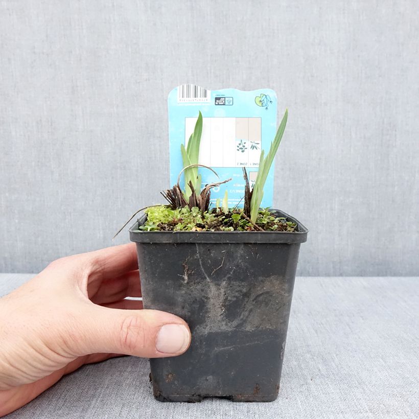 Iris Japonés Dinner Plate Ice Cream - Iris ensata Maceta de 8/9 cm Ejemplar entregado en la primavera