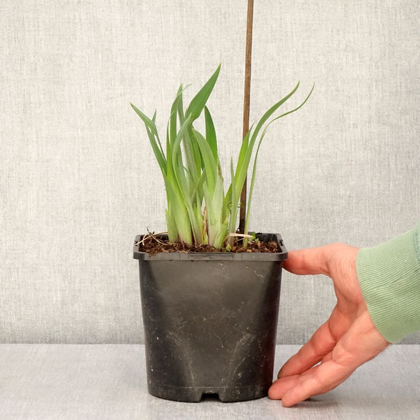 Iris Japonés Dinner Plate Sundae - Iris ensata Maceta 2L/3L Ejemplar entregado en la primavera