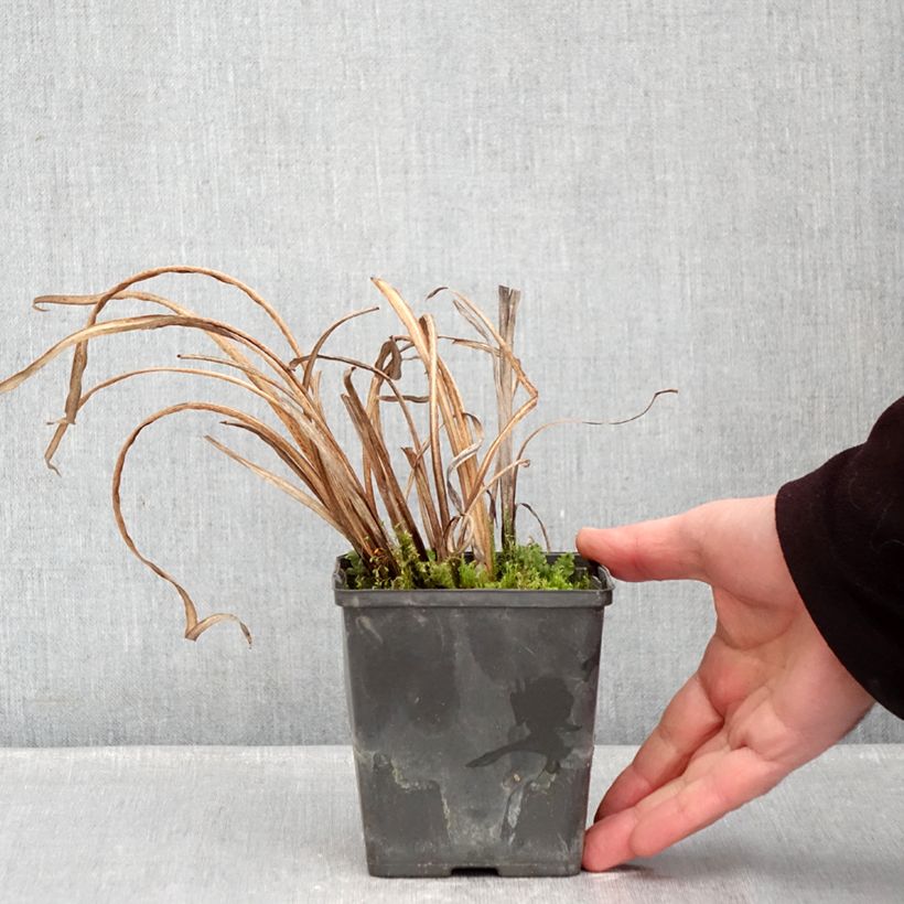 Iris Japonés Dinner Plate Tiramisu - Iris ensata Maceta de 8/9 cm Ejemplar entregado en invierno