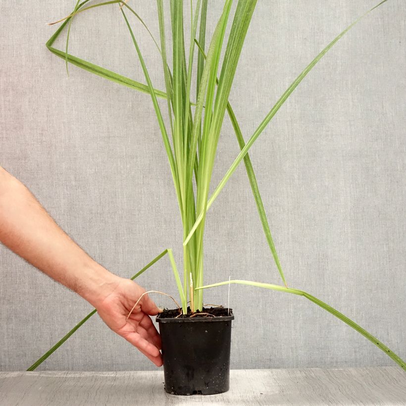 Ejemplar de Iris Japonés Dinner Plate Tub Tim Grob - Iris ensata Maceta 2L/3L entregado en verano