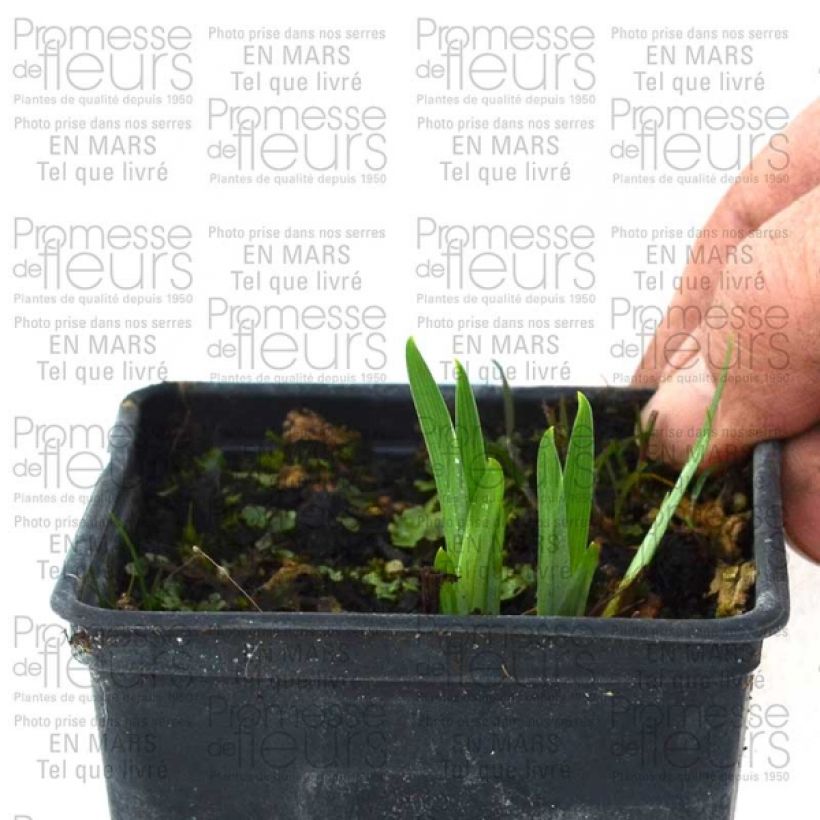 Ejemplo de ejemplar de Iris Japonés Gold Bound - Iris ensata Raíces desnudas tal y como se entrega