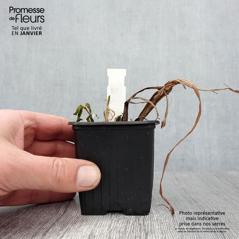 Iris Japonés Lady in Waiting - Iris ensata Maceta de 8/9 cm Ejemplar entregado en invierno