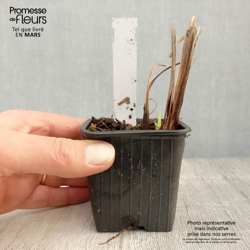 Iris Japonés Lady in Waiting - Iris ensata Maceta de 8/9 cm Ejemplar entregado en la primavera