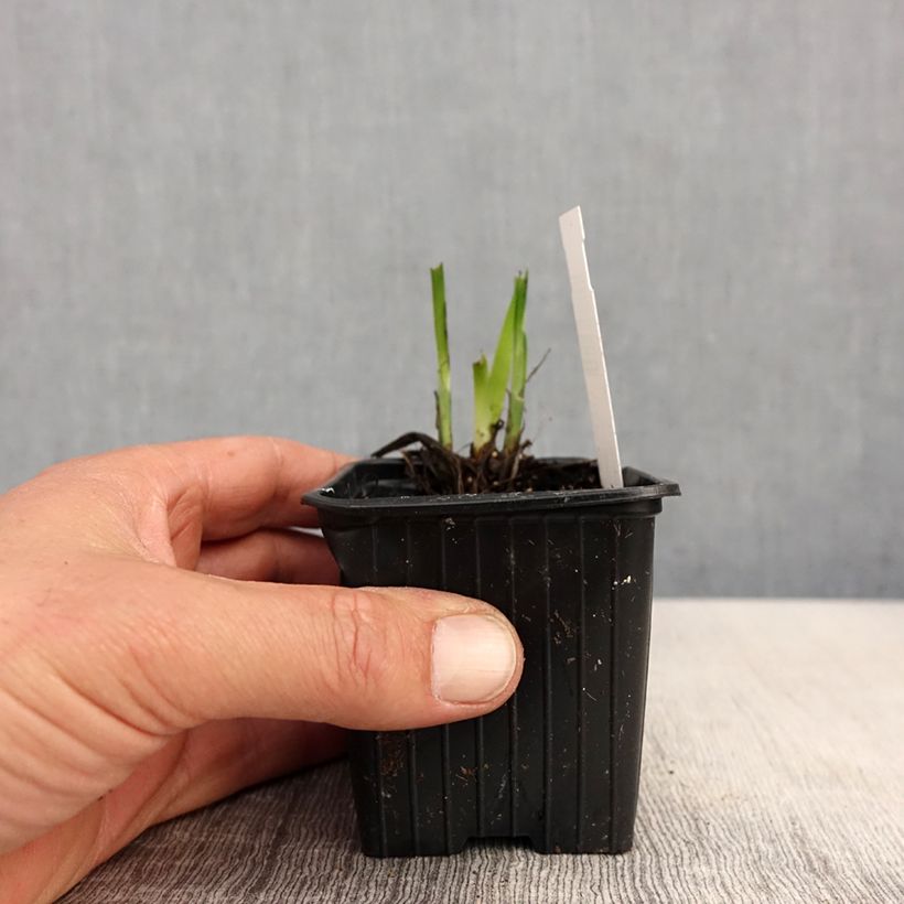 Iris Japonés Rose Queen - Iris ensata Maceta de 8/9 cm Ejemplar entregado en la primavera