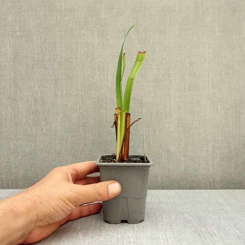 Ejemplar de Iris Japonés Sensation - Iris ensata Maceta de 8/9 cm entregado en otoño