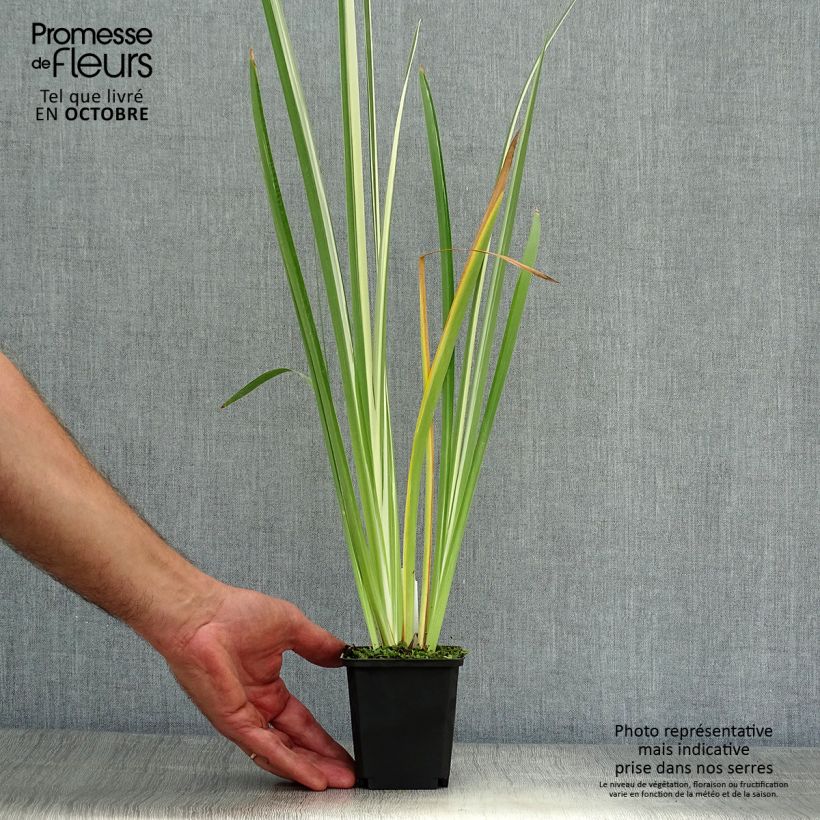 Ejemplar de Iris Japonés Variegata - Iris ensata Maceta de 8/9 cm entregado en otoño