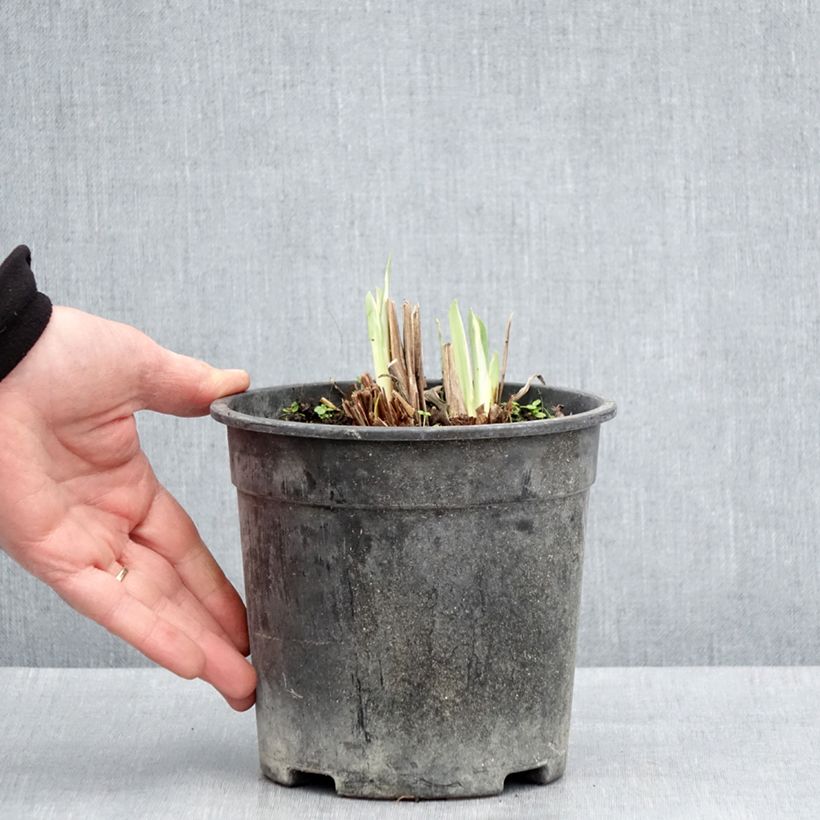 Iris Japonés Variegata - Iris ensata Maceta 2L/3L Ejemplar entregado en la primavera