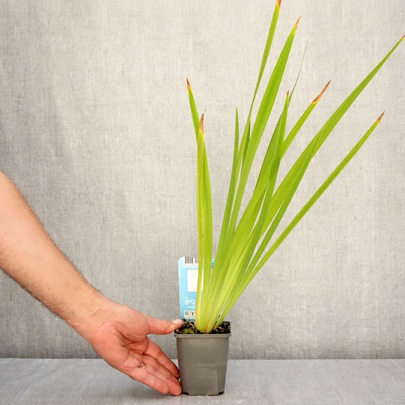 Ejemplar de Iris Japonés White Ladies - Iris ensata Maceta de 8/9 cm entregado en otoño