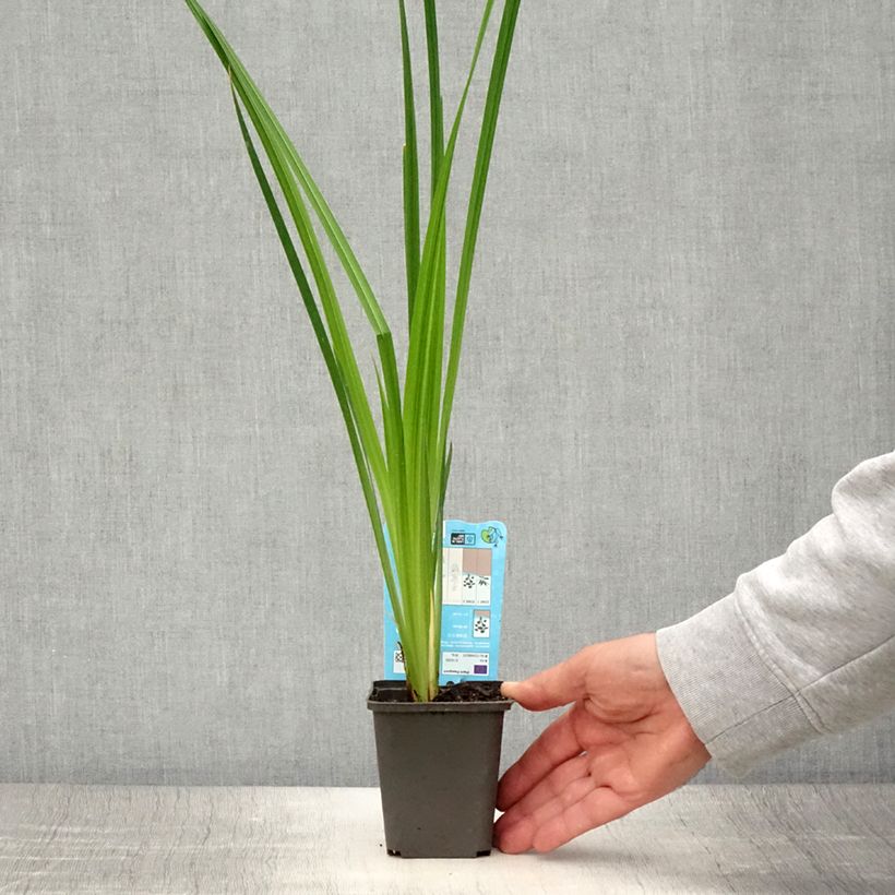 Ejemplar de Iris Japonés White Ladies - Iris ensata Maceta de 8/9 cm entregado en verano