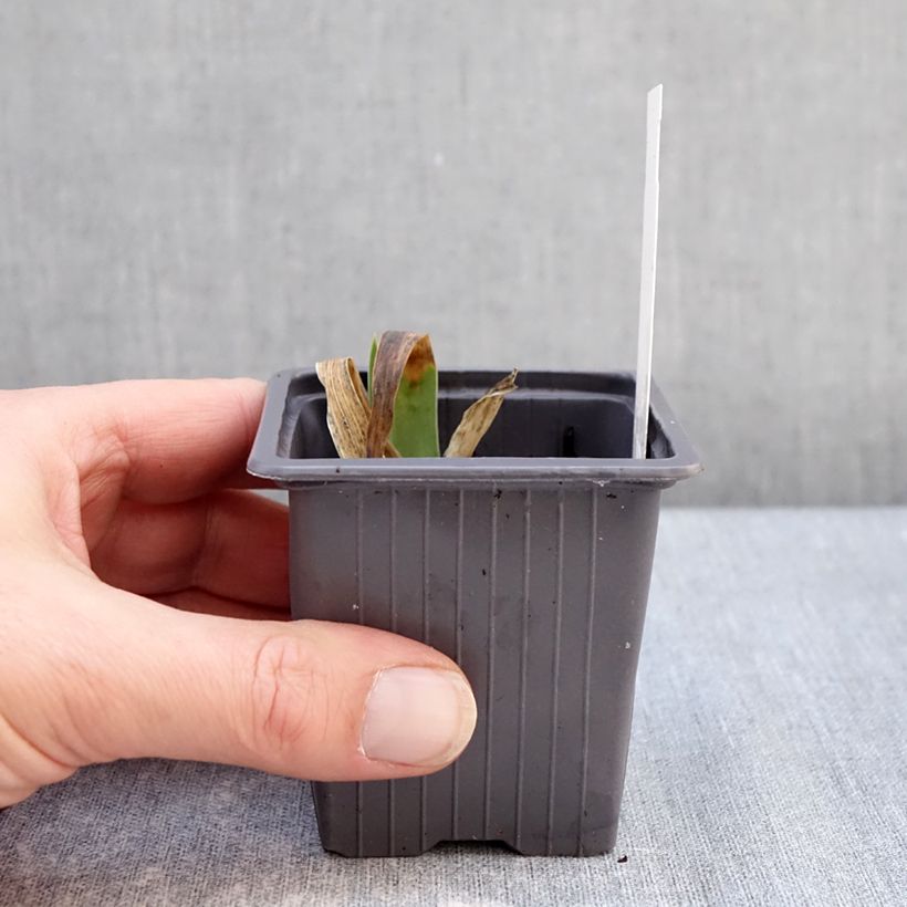 Iris germanica Accent Variegata Maceta de 8/9 cm Ejemplar entregado en invierno