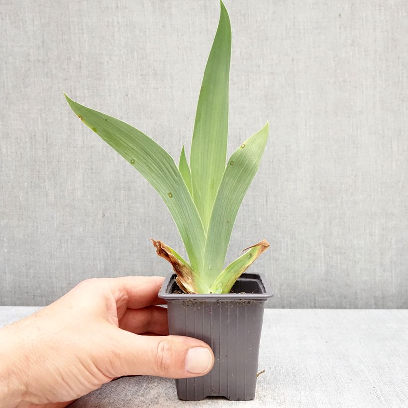 Iris germanica Accent Variegata Maceta de 8/9 cm Ejemplar entregado en la primavera