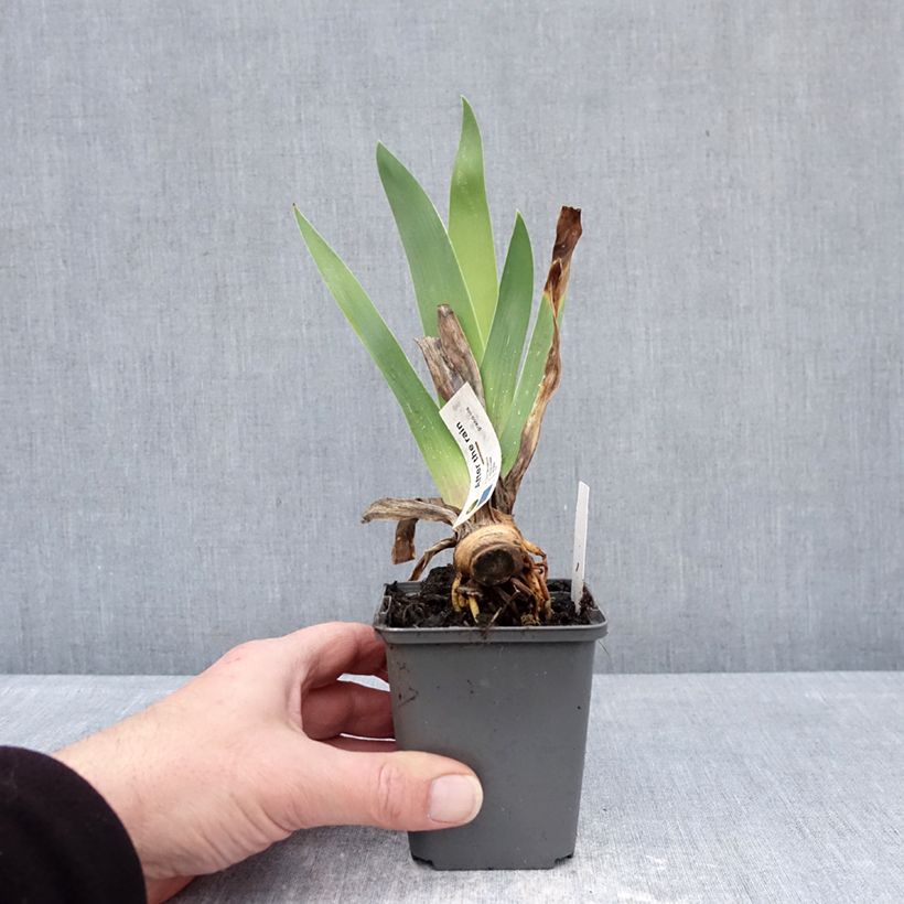 Iris germanica After The Rain Maceta de 8/9 cm Ejemplar entregado en invierno