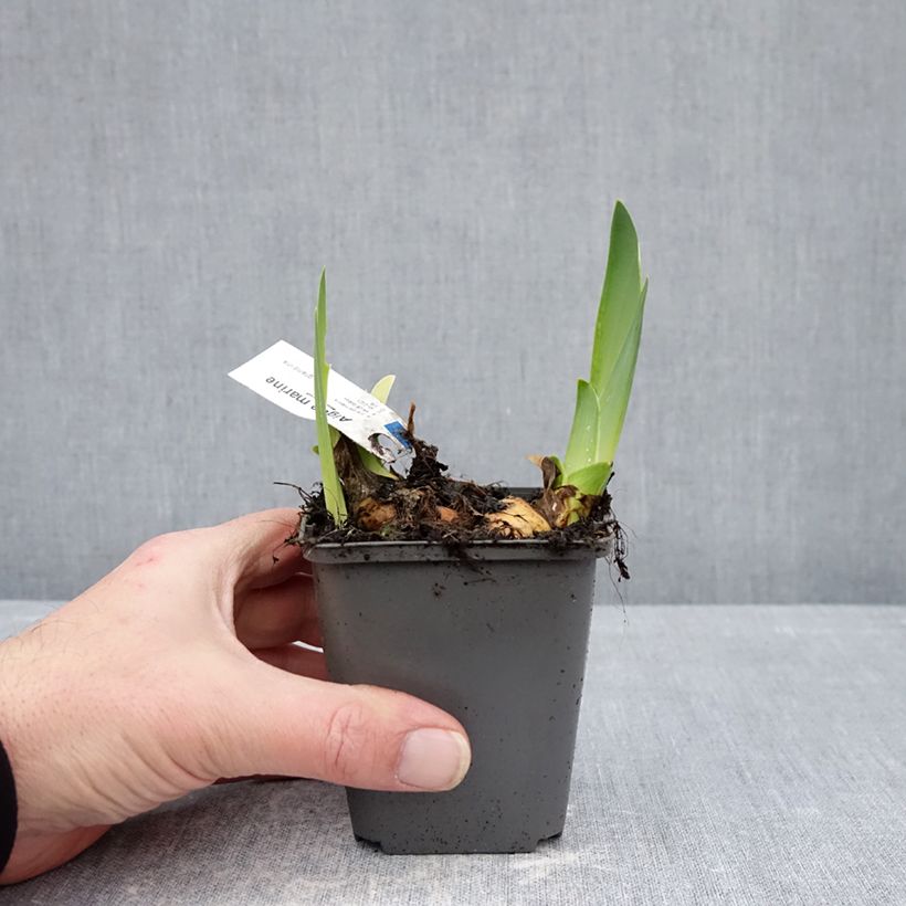 Iris germanica Aigue Marine - Lirio azul Maceta de 8/9 cm Ejemplar entregado en invierno