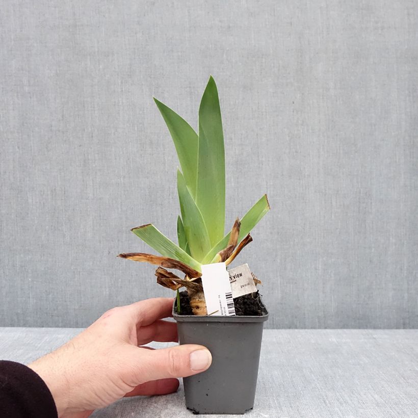 Iris germanica Alpenview - Lirio azul Maceta de 8/9 cm Ejemplar entregado en invierno