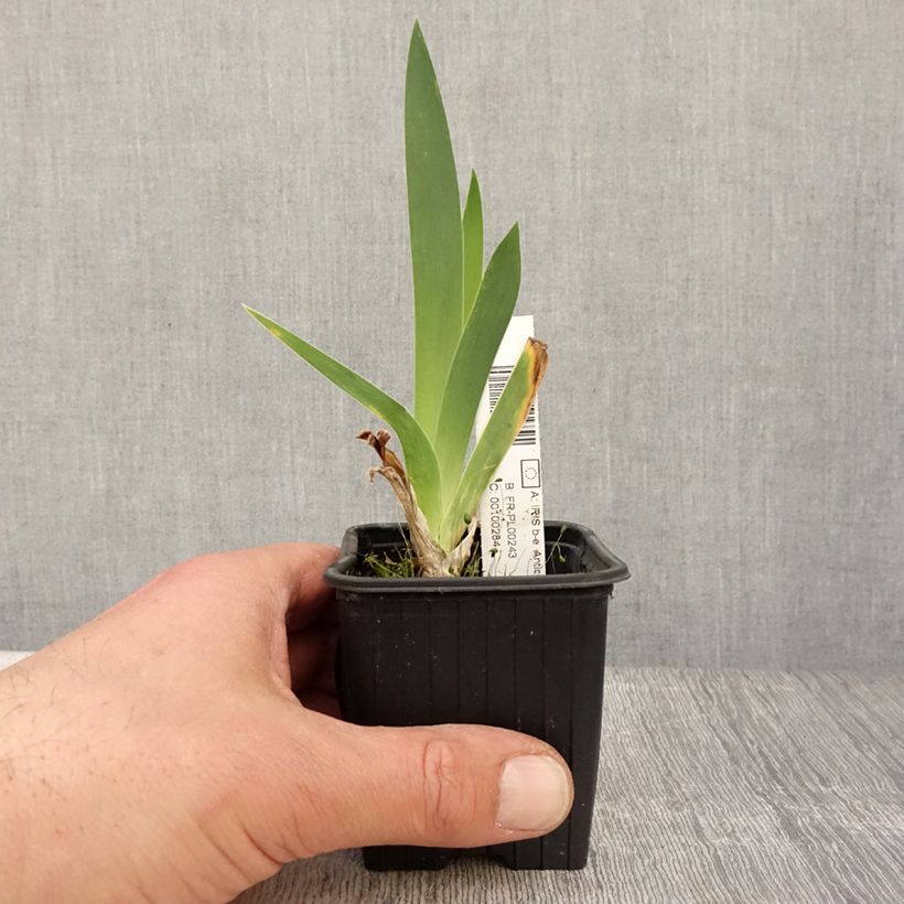 Iris germanica Antique Ivory Maceta de 8/9 cm Ejemplar entregado en la primavera