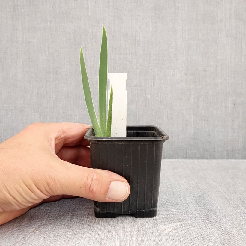 Ejemplar de Iris germanica Arpège Maceta de 8/9 cm entregado en otoño