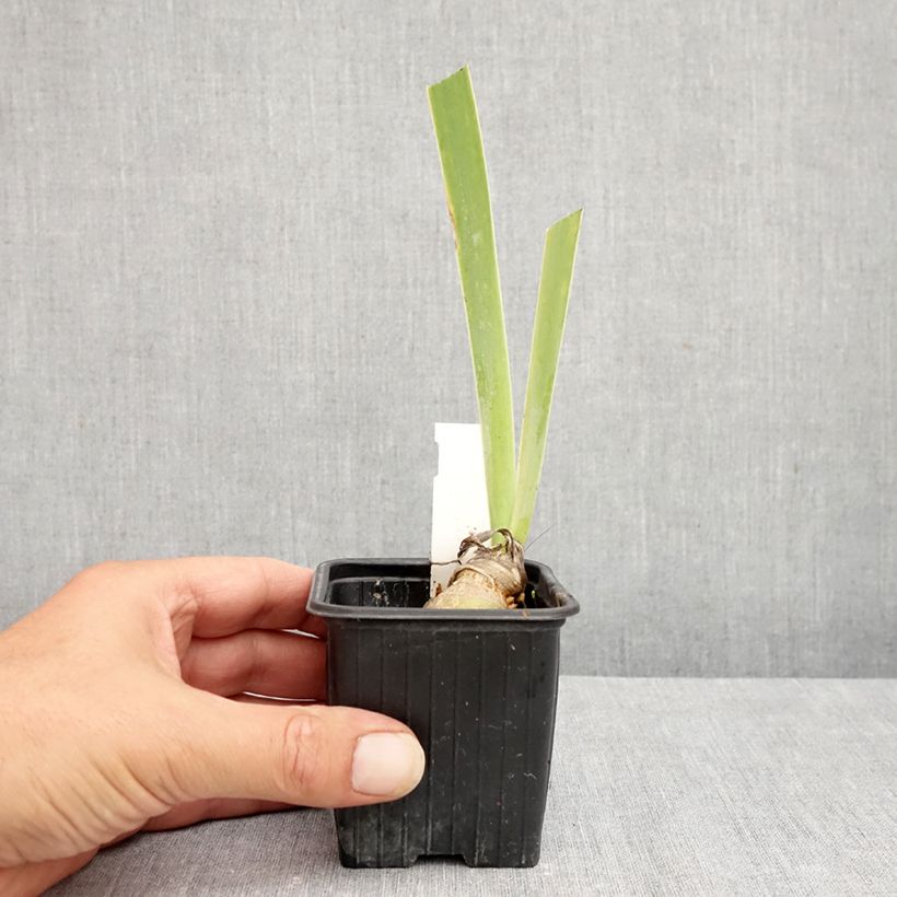 Ejemplar de Iris germanica Arpège Maceta de 8/9 cm entregado en verano