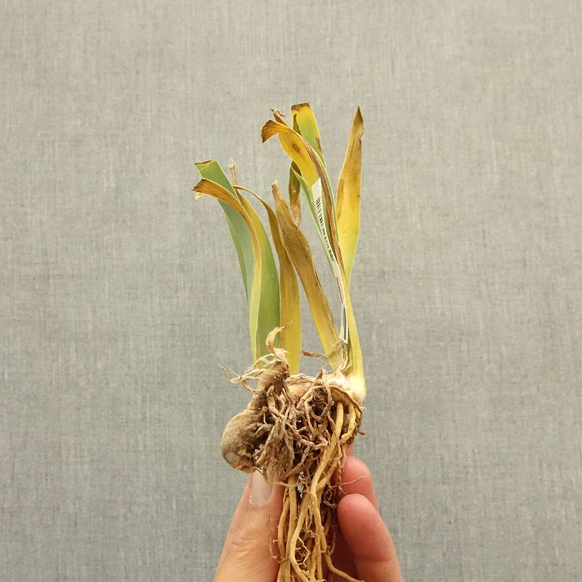 Iris germanica Art Du Camouflage - Lirio azul Rizoma Ejemplar entregado en invierno