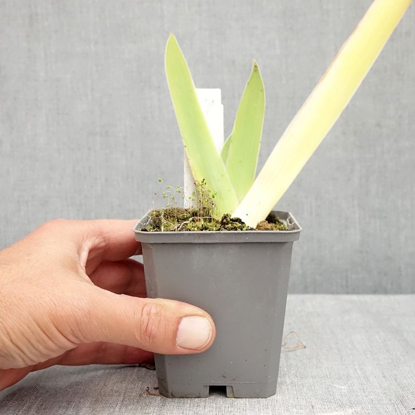 Ejemplar de Iris germanica Au Sommet - Lirio azul Maceta de 8/9 cm entregado en otoño