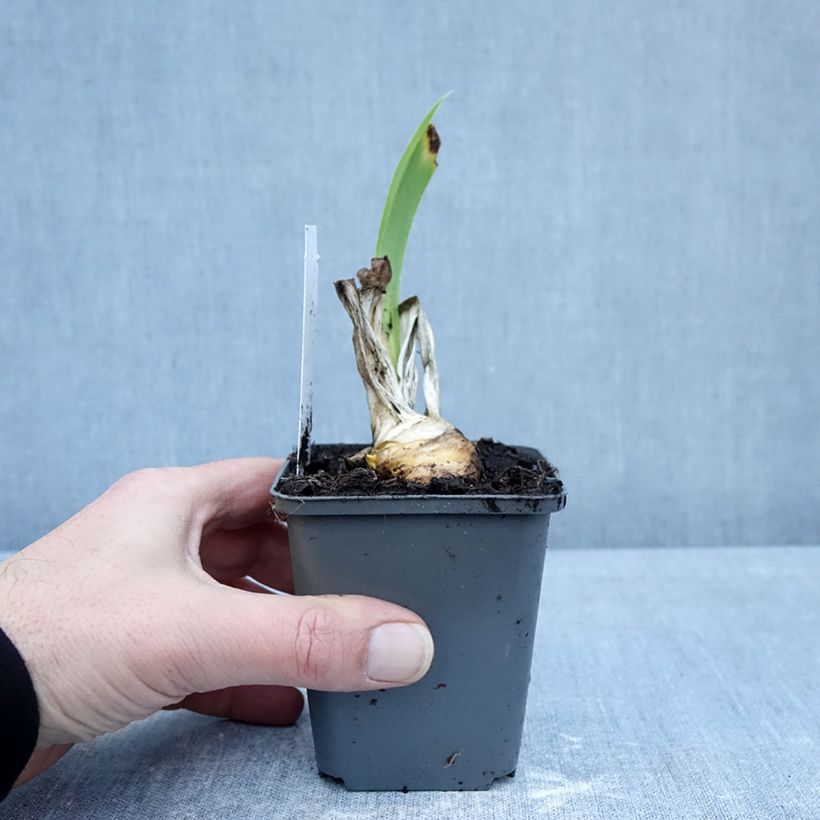 Iris germanica Autumn Encore Maceta de 8/9 cm Ejemplar entregado en invierno