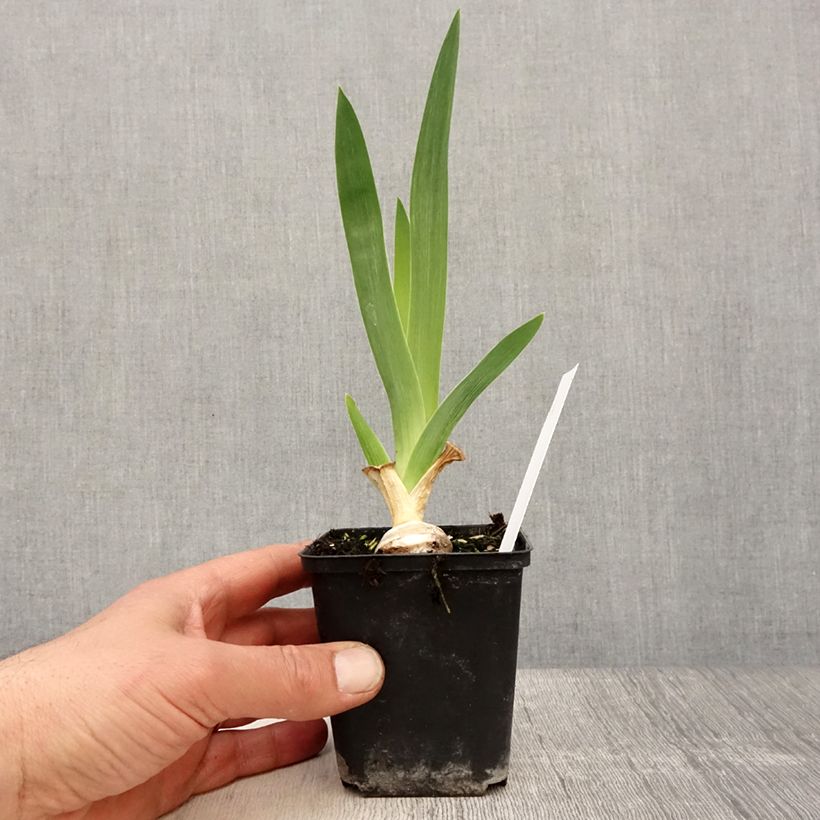 Iris germanica Babbling Brook Maceta de 8/9 cm Ejemplar entregado en la primavera