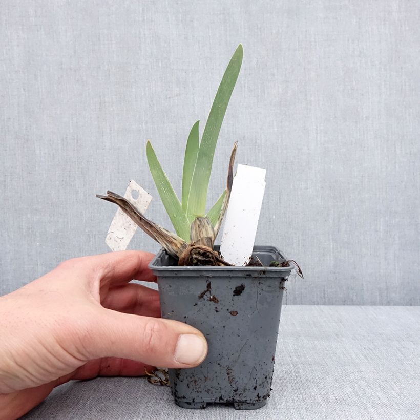 Iris germanica Baie des Anges Maceta de 8/9 cm Ejemplar entregado en invierno