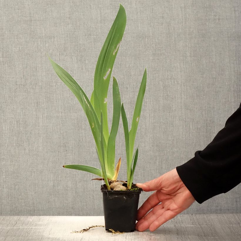 Iris germanica Baie des Anges Maceta de 8/9 cm Ejemplar entregado en la primavera