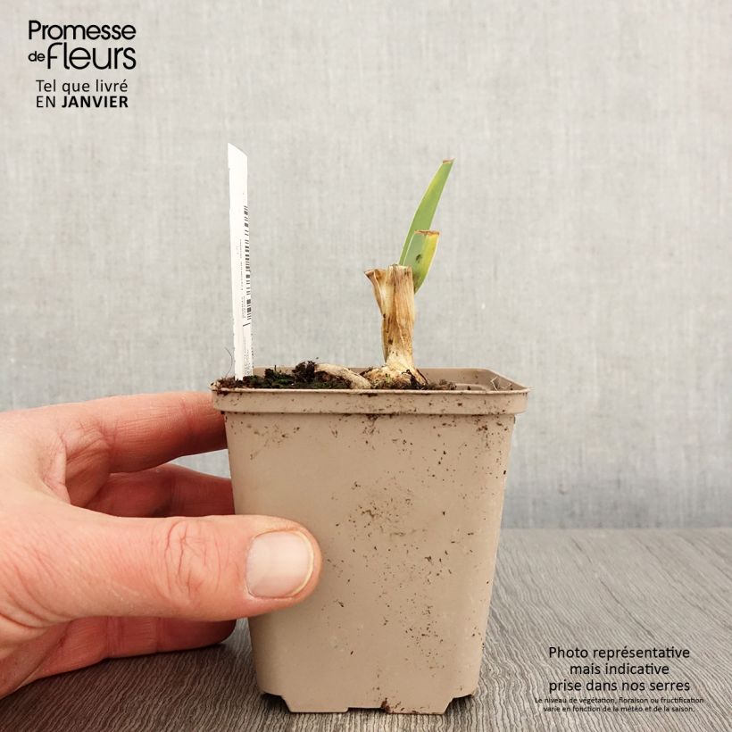 Iris germanica Bébé Rose Maceta de 8/9 cm Ejemplar entregado en invierno