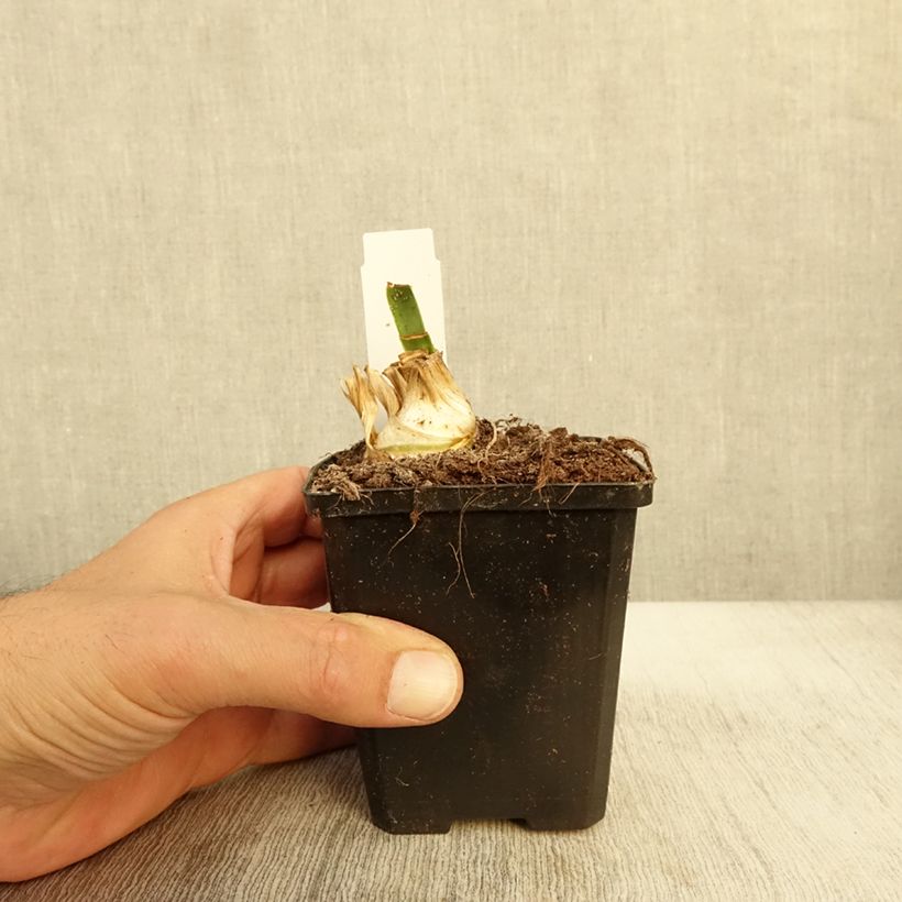 Ejemplar de Iris Barbata-Media Bedtime Story Maceta de 8/9 cm entregado en otoño