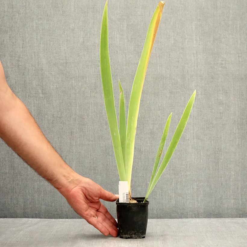 Ejemplar de Iris germanica Belle Surprise Maceta de 8/9 cm entregado en verano
