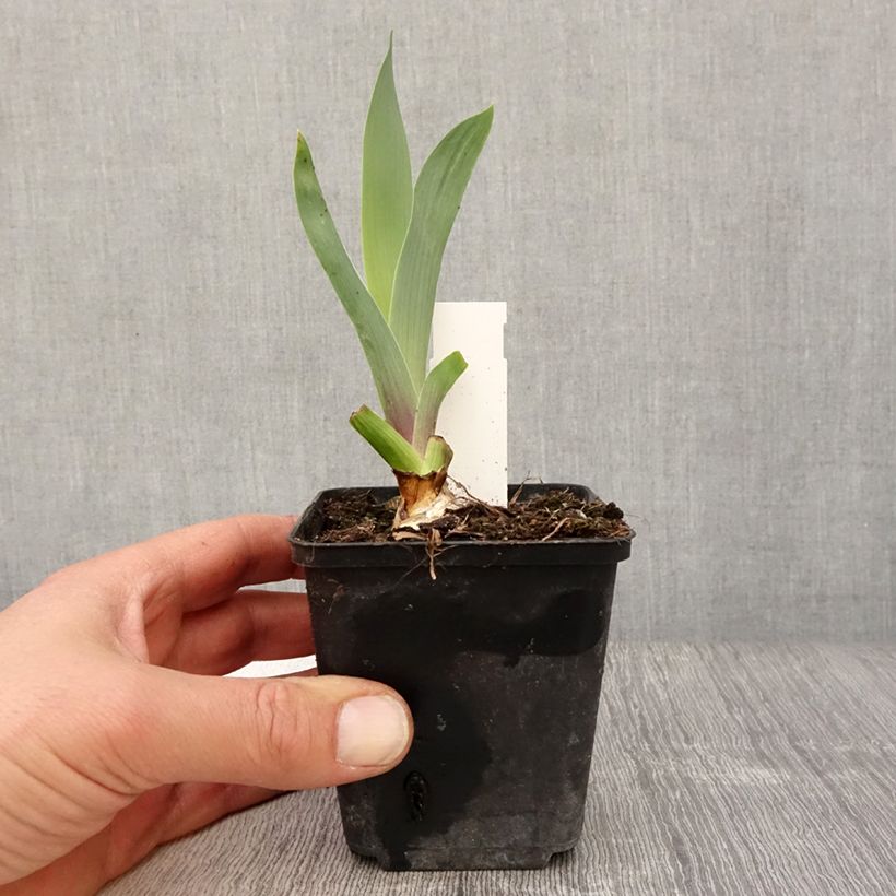 Iris germanica Bishop's Robe Maceta de 8/9 cm Ejemplar entregado en la primavera