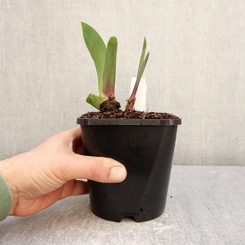 Iris germanica Black Dragon Maceta 1,5L/2L Ejemplar entregado en invierno