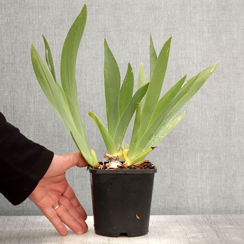 Iris germanica Black Dragon Maceta 1,5L/2L Ejemplar entregado en la primavera