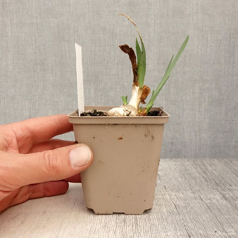 Iris germanica Blessed Again Maceta de 8/9 cm Ejemplar entregado en la primavera