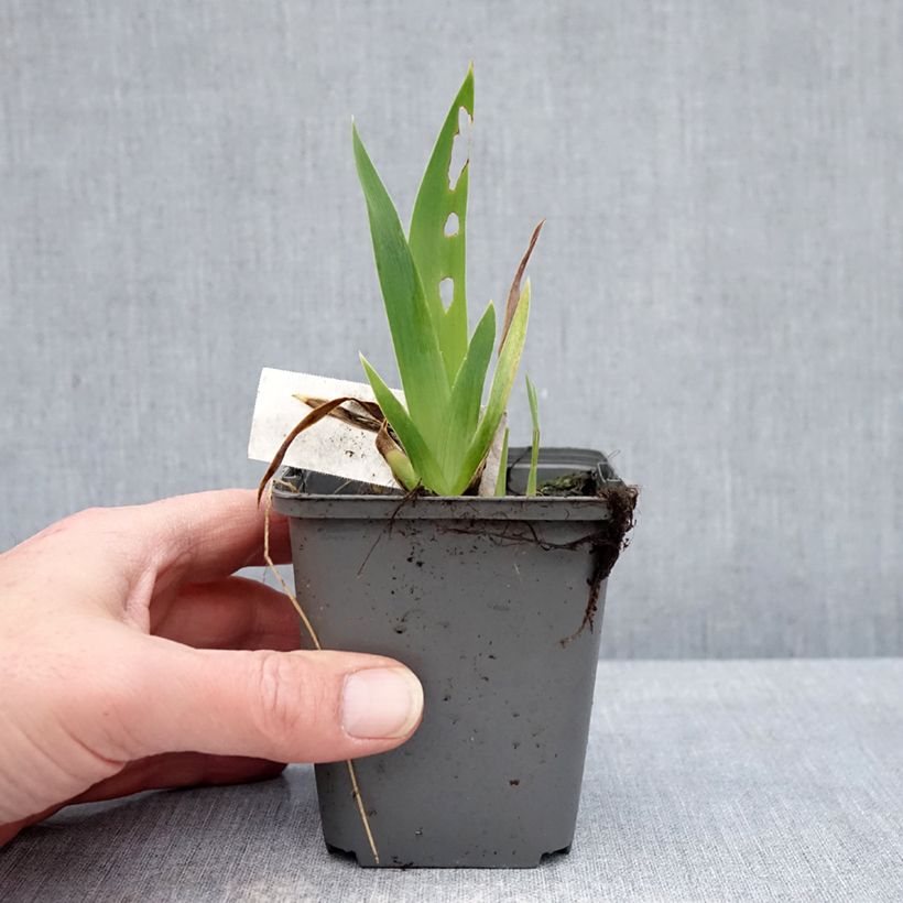 Iris germanica Blue Crusader Maceta de 8/9 cm Ejemplar entregado en invierno