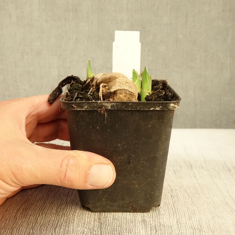 Ejemplar de Iris germanica Blue Crusader Maceta de 8/9 cm entregado en otoño