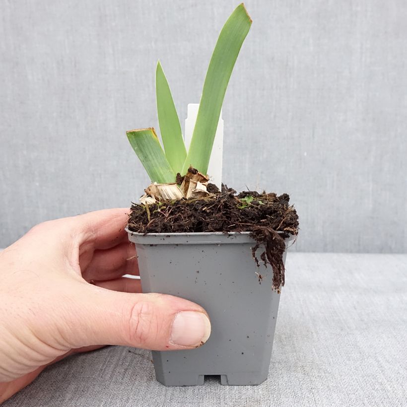 Iris germanica Blue Sapphire Maceta de 8/9 cm Ejemplar entregado en invierno